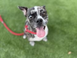 Shelter Stray Male Dog last seen , 3201 Lacy St, Los Angeles, CA 90031, USA