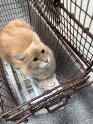 Shelter Stray Male Cat last seen , 3201 Lacy St, Los Angeles, CA 90031, USA