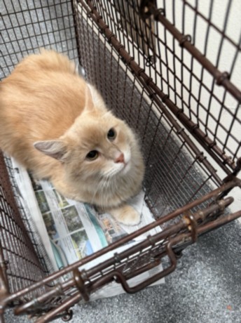 Shelter Stray Male Cat last seen , 3201 Lacy St, Los Angeles, CA 90031, USA