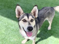 Shelter Stray Female Dog last seen , 957 N Gaffey St, San Pedro, CA 90731, USA