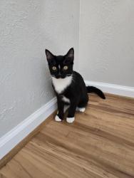 Found/Stray Male Cat last seen Imperial Canyon & Blue Vista, Sugar Land, TX 77498