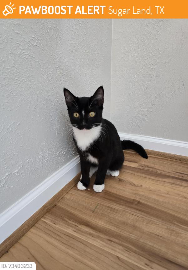 Found/Stray Male Cat last seen Imperial Canyon & Blue Vista, Sugar Land, TX 77498
