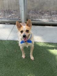 Shelter Stray Male Dog last seen , 957 N Gaffey St, San Pedro, CA 90731, USA