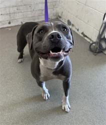 Shelter Stray Female Dog last seen FOOTHILL X ACACIA, 333 Chandler Pl, San Bernardino, CA 92408, USA