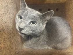 Shelter Stray Male Cat last seen , 957 N Gaffey St, San Pedro, CA 90731, USA