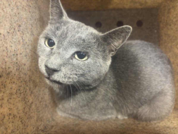 Shelter Stray Male Cat last seen , 957 N Gaffey St, San Pedro, CA 90731, USA