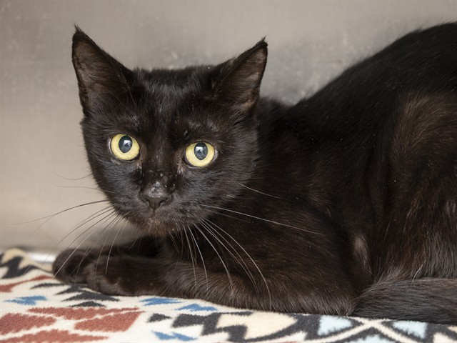 Shelter Stray Female Cat last seen 7TH STREET AND BASELINE, 5501 E Van Buren St, Phoenix, AZ 85008, USA