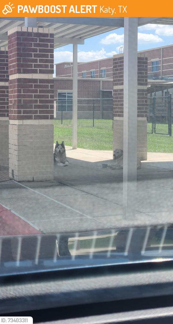 Found/Stray Male Dog last seen Cardiff Junior H.S, Katy, TX 77449