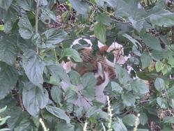 Reunited Unknown Cat last seen Meadowcreek Drive, just off capitol drive by the starbucks, Pewaukee, WI 53072