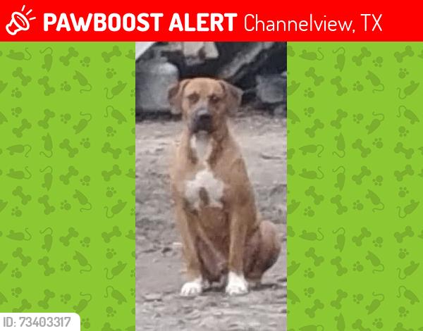 Lost Male Dog last seen South drive and Dell Dale drive, Channelview, TX 77530