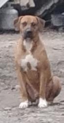 Lost Male Dog last seen South drive and Dell Dale drive, Channelview, TX 77530