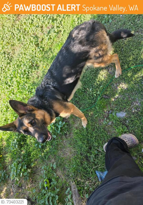 Found/Stray Female Dog last seen Trent, fancher skyward cafe, Spokane Valley, WA 99212