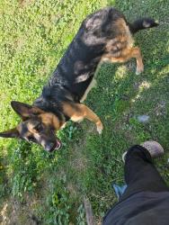 Found/Stray Female Dog last seen Trent, fancher skyward cafe, Spokane Valley, WA 99212