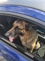 Found/Stray Unknown Dog last seen Cvs, St. Cloud, FL 34769