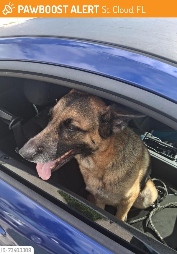 Found/Stray Unknown Dog last seen Cvs, St. Cloud, FL 34769