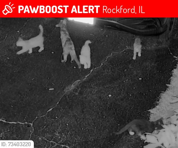 Lost Unknown Cat last seen Citadel Rd and Grand Cape Rd, Rockford, IL 61109