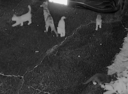 Lost Unknown Cat last seen Citadel Rd and Grand Cape Rd, Rockford, IL 61109