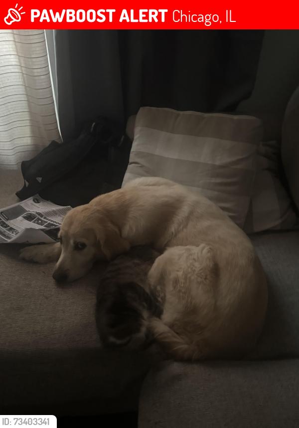 Lost Female Dog last seen 79th dobson ave, Chicago, IL 60619