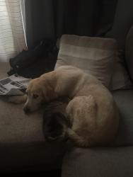 Lost Female Dog last seen 79th dobson ave, Chicago, IL 60619