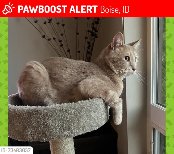 Lost Male Cat last seen Heartleaf Lane, Boise, ID 83716