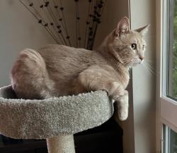 Lost Male Cat last seen Heartleaf Lane, Boise, ID 83716