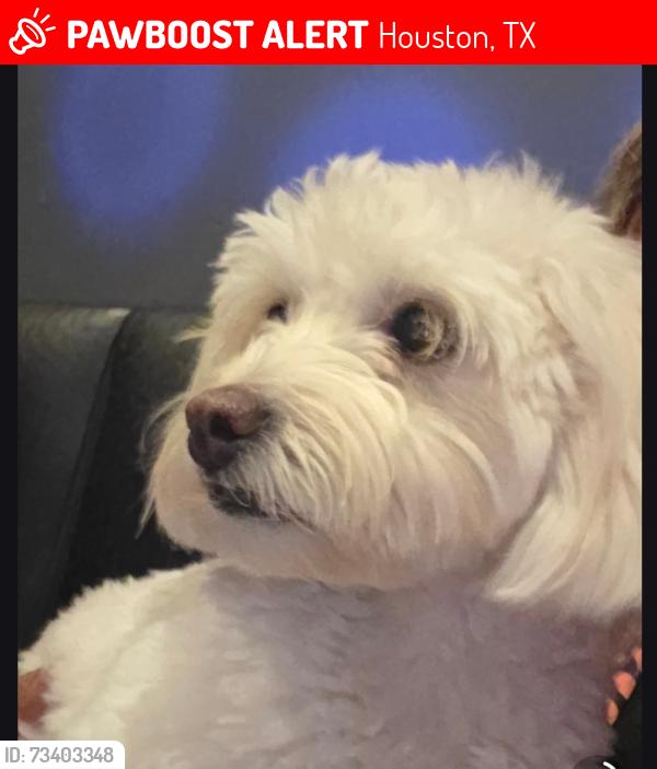 Lost Female Dog last seen Desoto, Houston, TX 77091