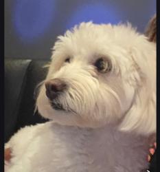 Lost Female Dog last seen Desoto, Houston, TX 77091