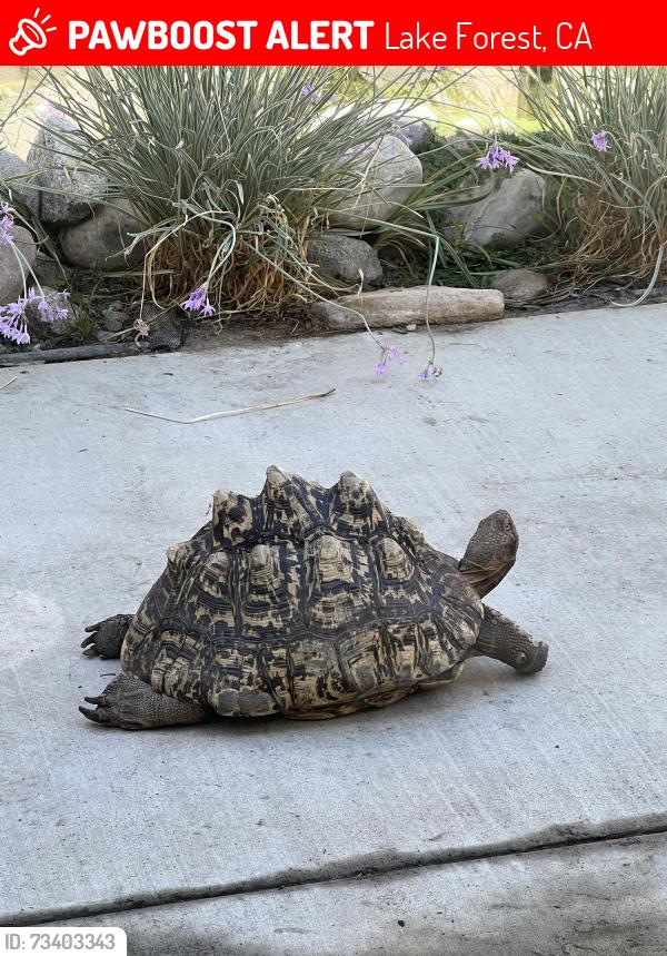 Lost Female Other last seen Dylan and Muirlands, Lake Forest, CA 92630