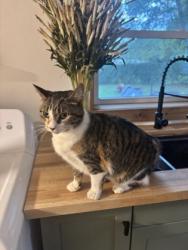 Shelter Stray Female Cat last seen Near View Rd, Madison 14, City of, WI, 5132 Voges Rd, Madison, WI 53718, USA