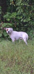Found/Stray Male Dog last seen Radburn St., Woodbridge, VA 22191