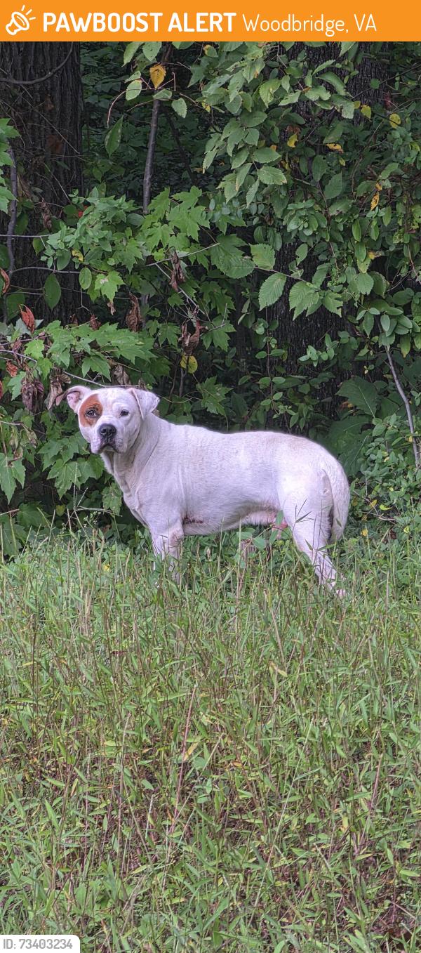 Found/Stray Male Dog last seen Radburn St., Woodbridge, VA 22191