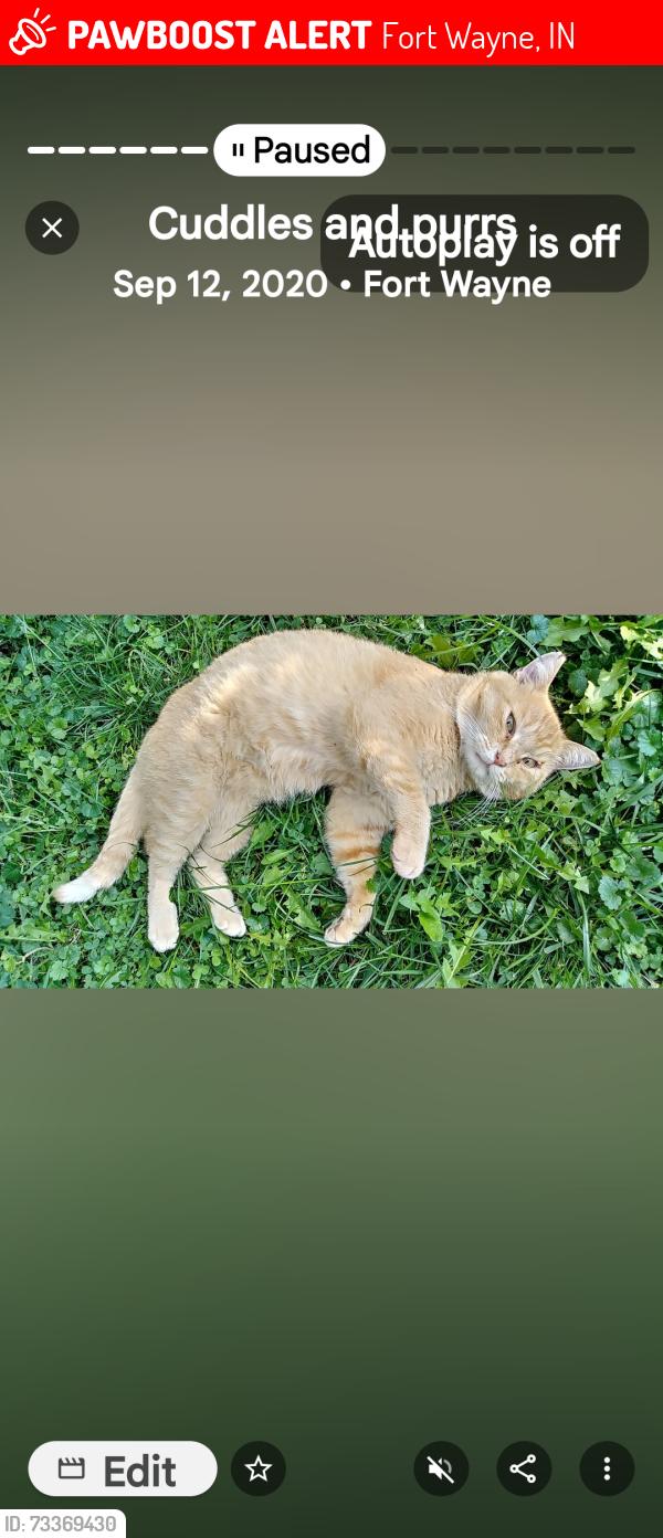 Lost Male Cat last seen Near Arlington Ave near the alley, Fort Wayne, IN 46807
