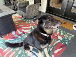 Found/Stray Male Dog last seen Clifton, SC near Pacolet River, Spartanburg County, SC 29368