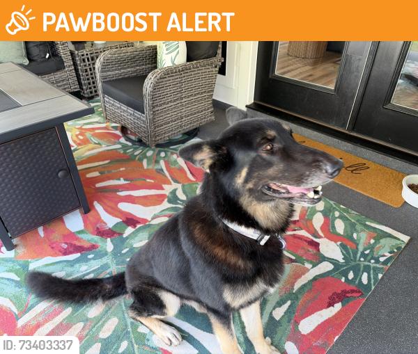 Found/Stray Male Dog last seen Clifton, SC near Pacolet River, Spartanburg County, SC 29368