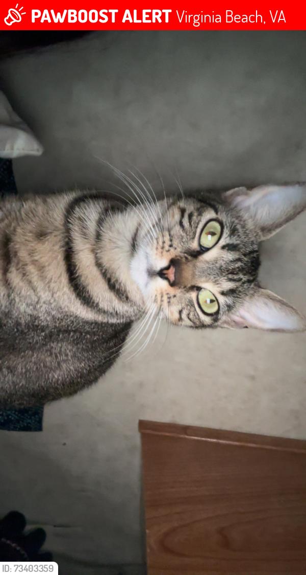 Lost Female Cat last seen Birdneck at general booth, Virginia Beach, VA 23451