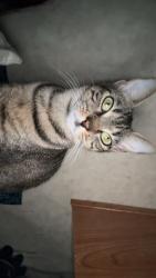 Lost Female Cat last seen Birdneck at general booth, Virginia Beach, VA 23451