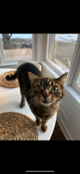 Lost Male Cat last seen Harmony Lane, East Troy, WI 53120