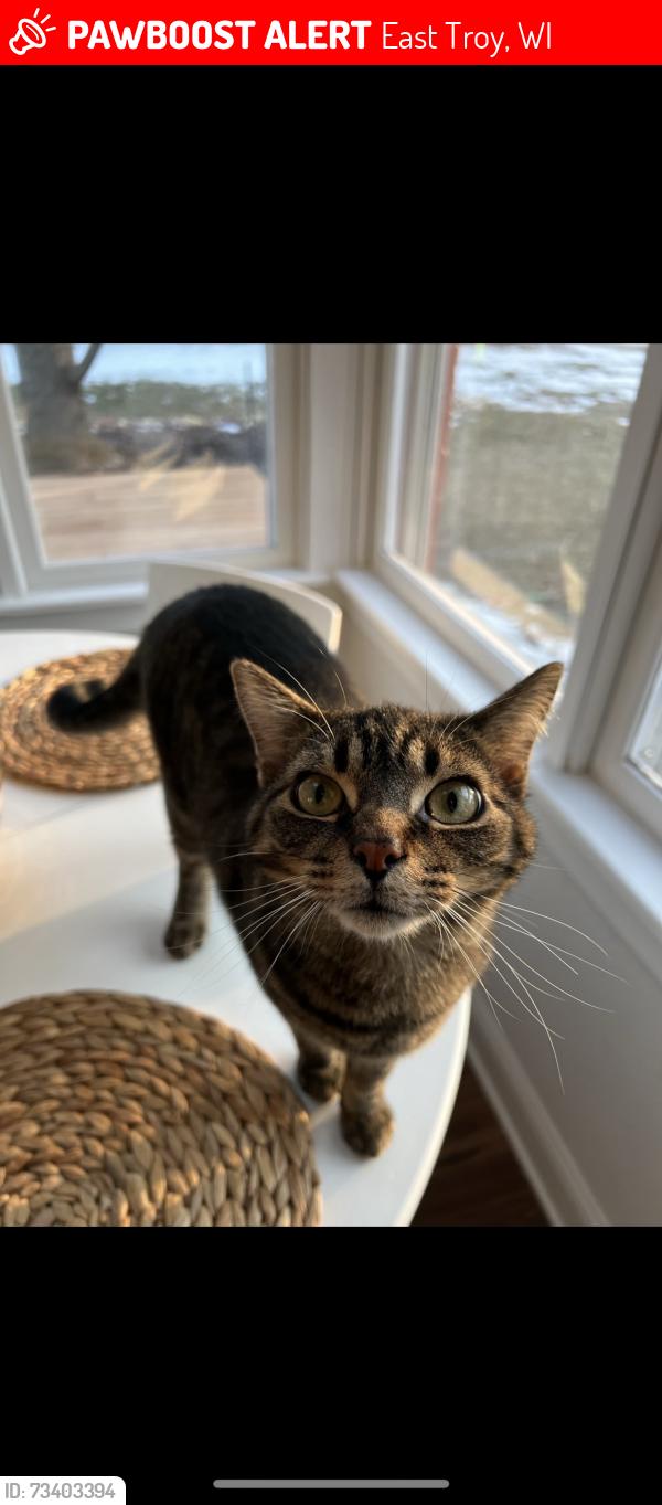 Lost Male Cat last seen Harmony Lane, East Troy, WI 53120