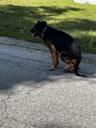 Found/Stray Male Dog last seen Croft ave, Spackenkill, NY 12603