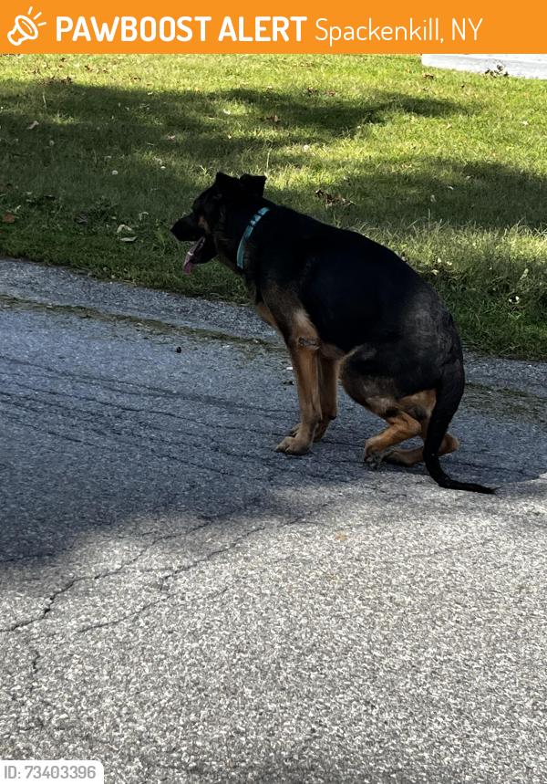 Found/Stray Male Dog last seen Croft ave, Spackenkill, NY 12603