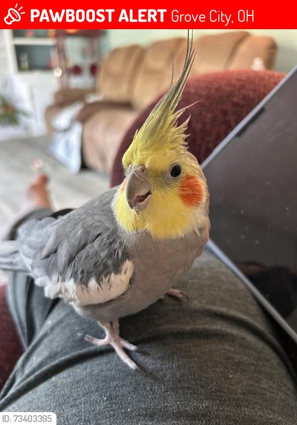 Lost Female Bird last seen Cayuga CT and buckeye Pkwy, Grove City, OH 43123