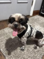 Reunited Male Dog last seen Estes St, Des Plaines, IL 60016
