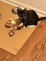 Reunited Female Cat last seen Harlem and Devon, Chicago, IL 60631