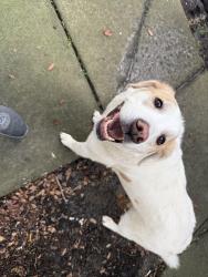 Found/Stray Female Dog last seen Sun drive, Lake Mary, FL 32746