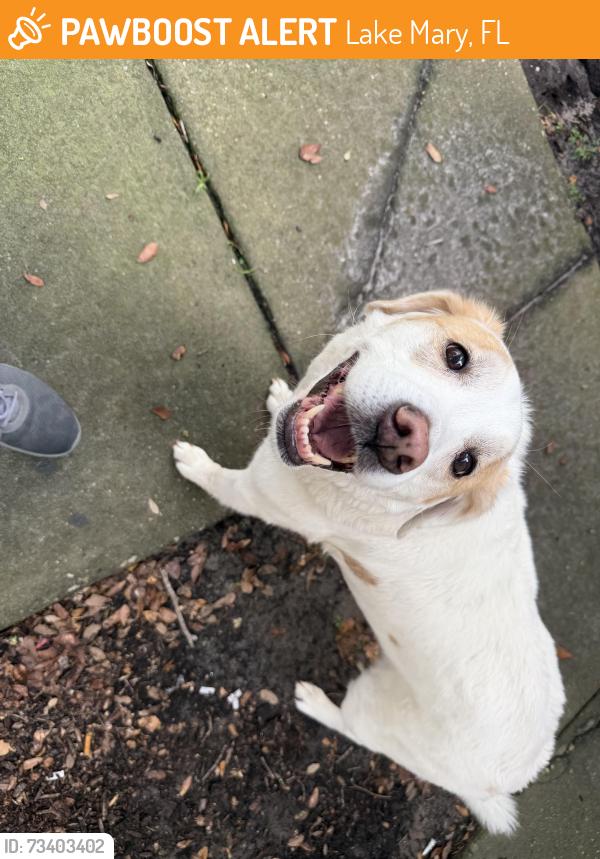 Found/Stray Female Dog last seen Sun drive, Lake Mary, FL 32746
