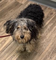 Shelter Stray Male Dog last seen Not Provided., San Diego, CA, 92104, 5500 Gaines St, San Diego, CA 92110, USA