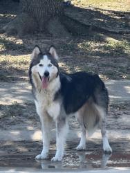 Found/Stray Unknown Dog last seen Near Cedarsham ln Katy Tx 77449, Katy, TX 77449