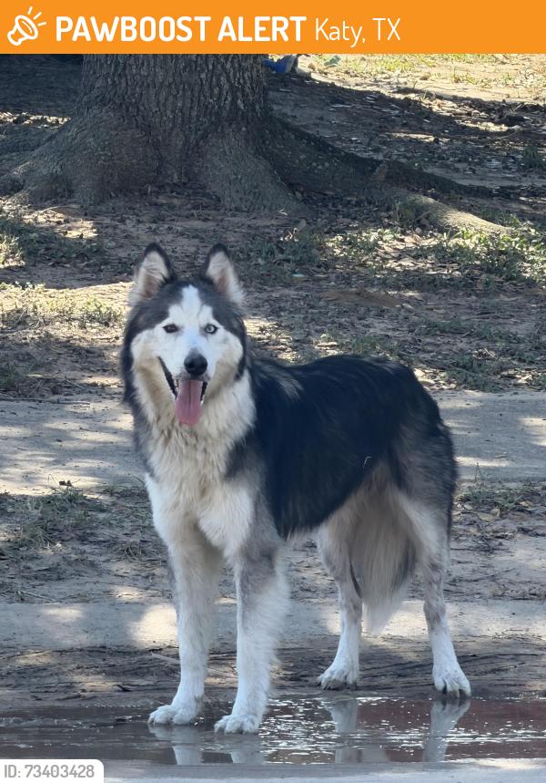 Found/Stray Unknown Dog last seen Near Cedarsham ln Katy Tx 77449, Katy, TX 77449