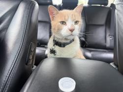 Reunited Unknown Cat last seen Brookville Park, Queens, NY 11413