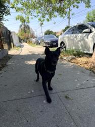 Found/Stray Male Dog last seen Avenue 28, Los Angeles, CA 90031